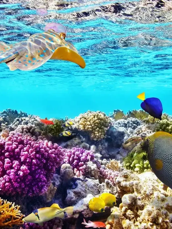 Viaje a Egipto, Sharm El Sheikh y Jordania